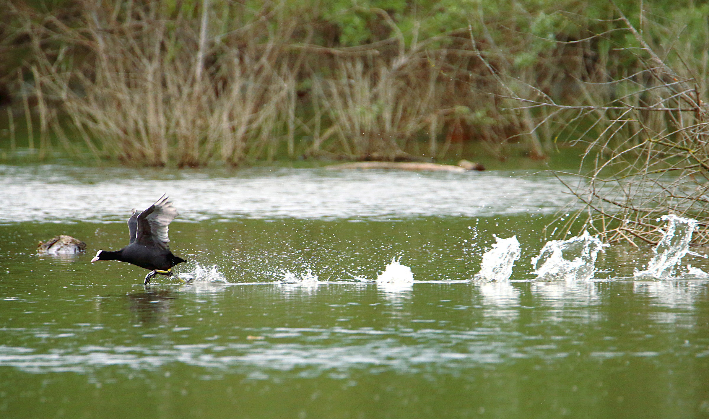 Viaaaaa ready ...... !!!!!