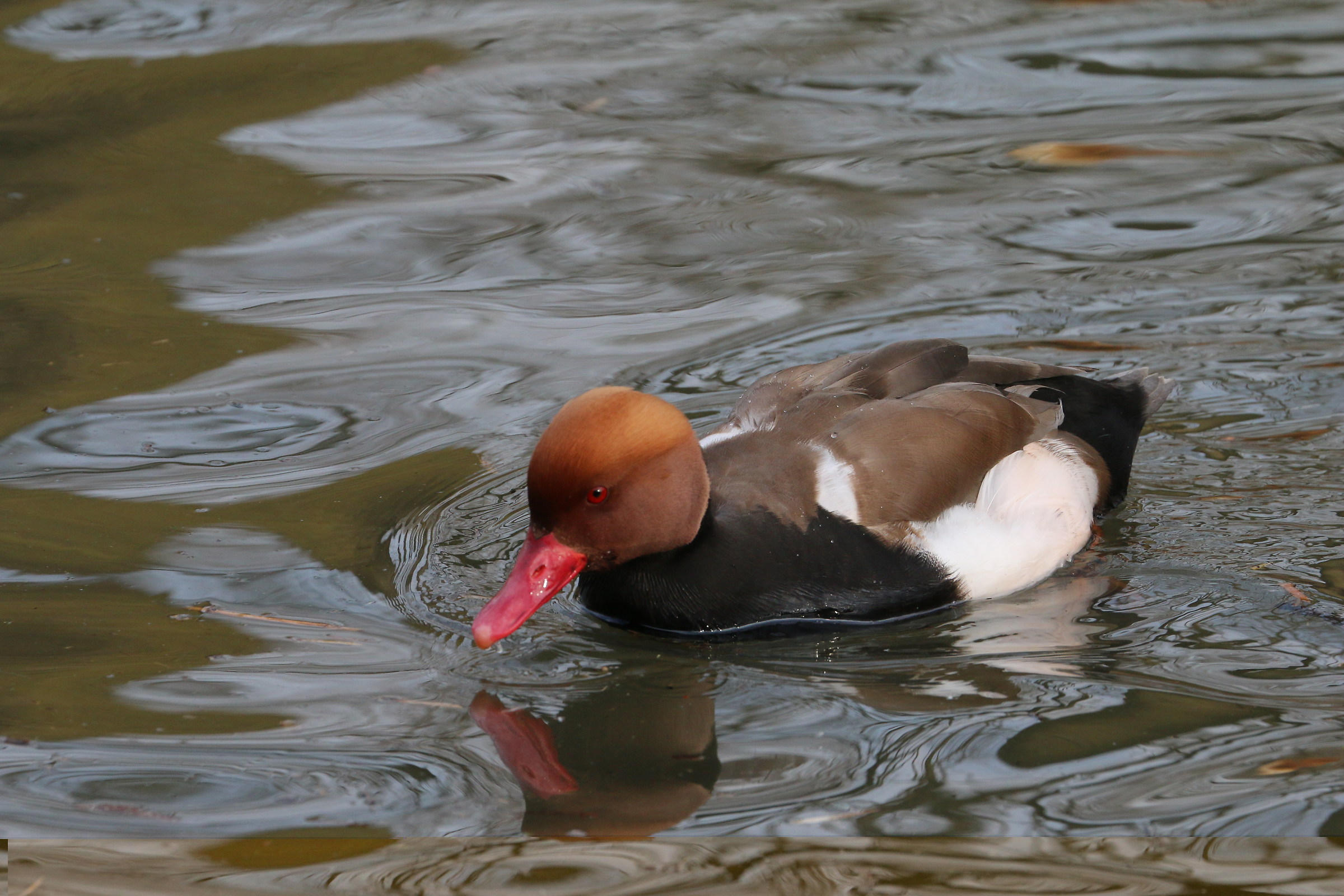 The red-billed duck