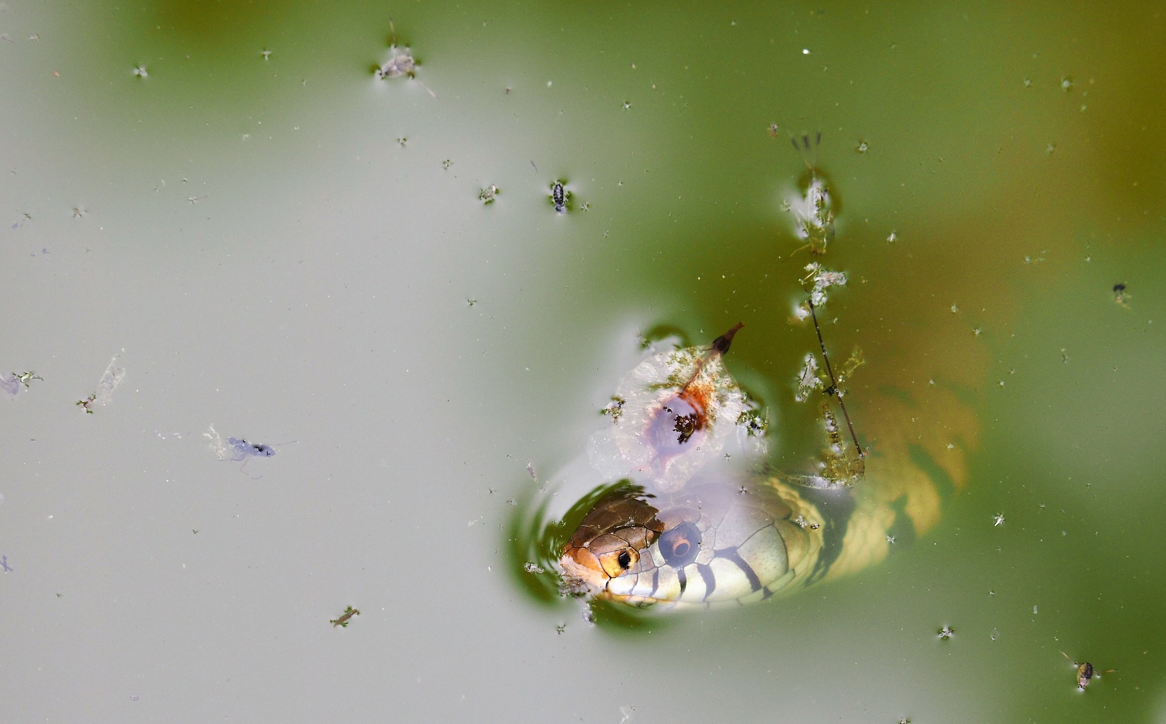 Water snake, Natrix natrix