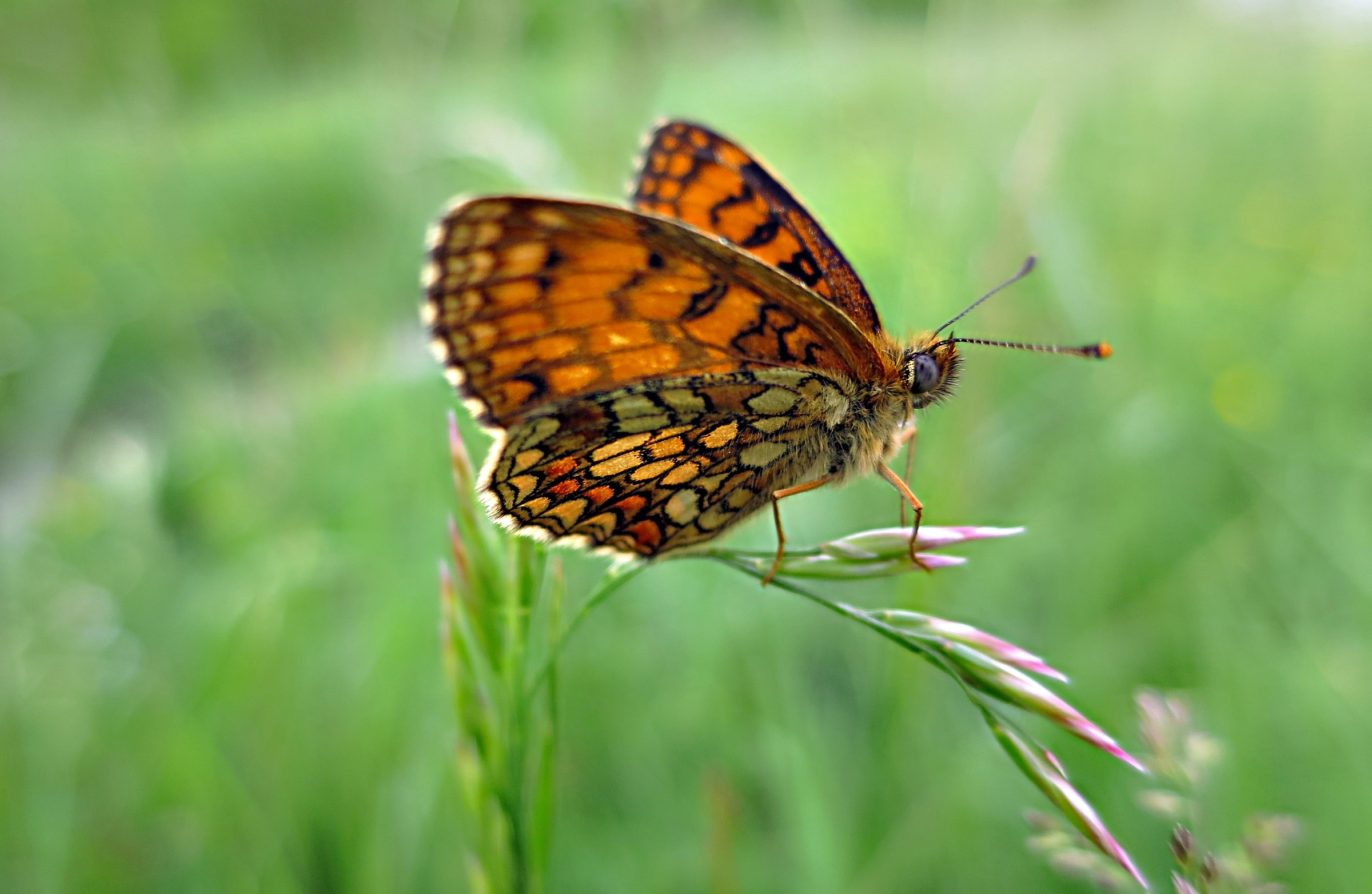 boloria Euphrosyne
