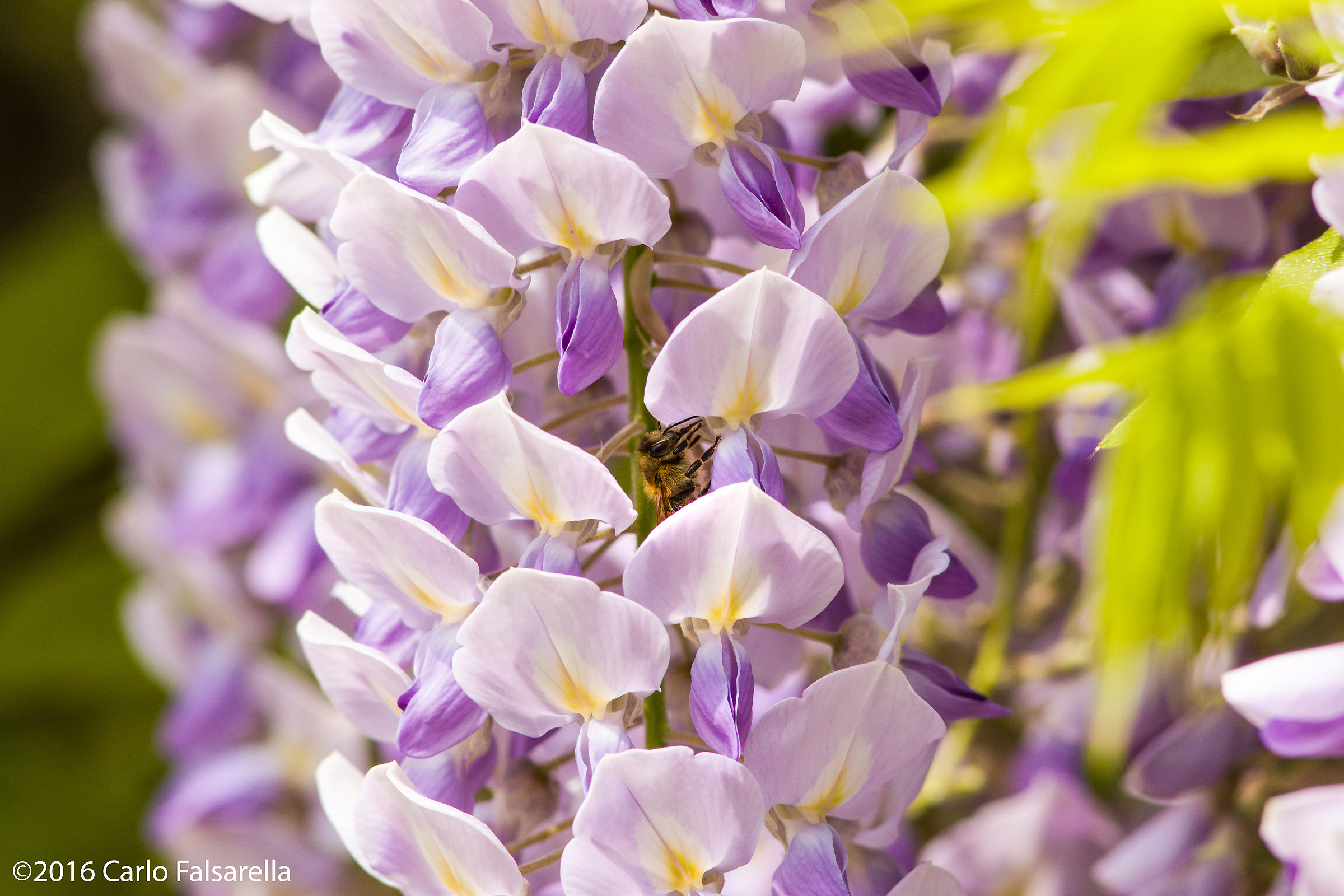 Bee on Wisteria