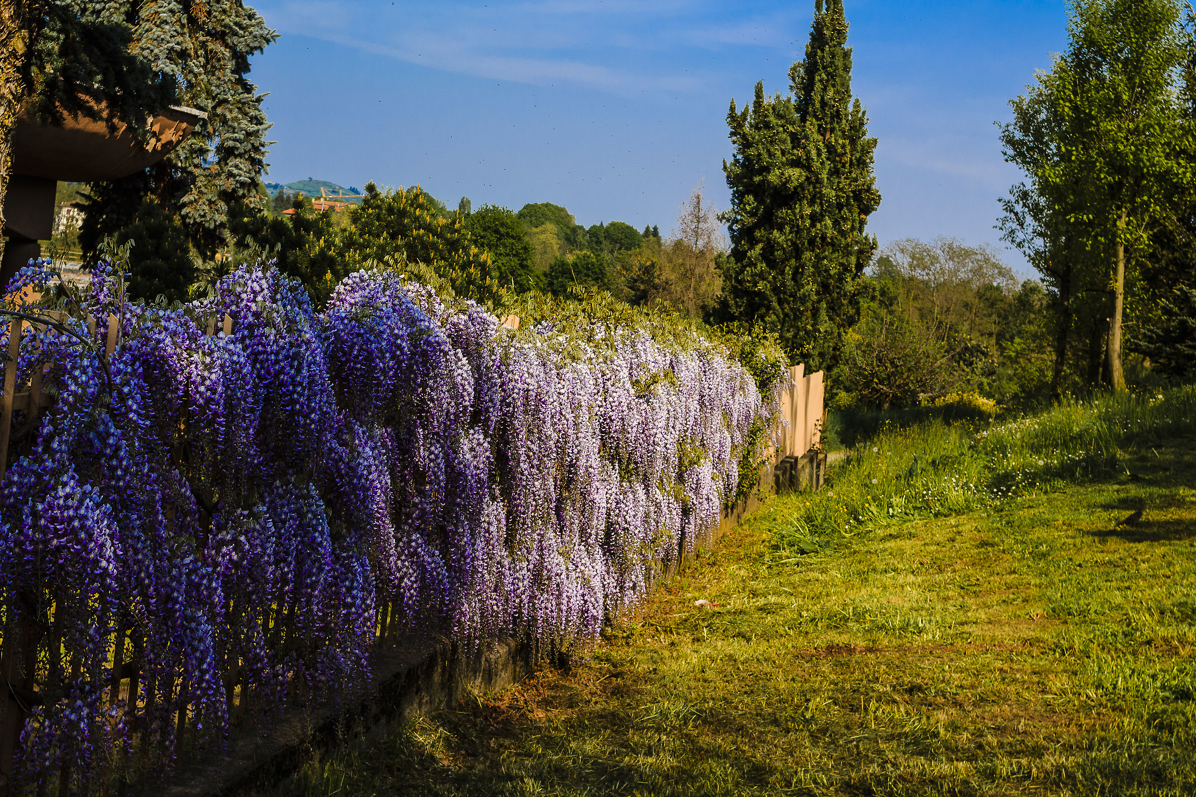 a row of wisteria