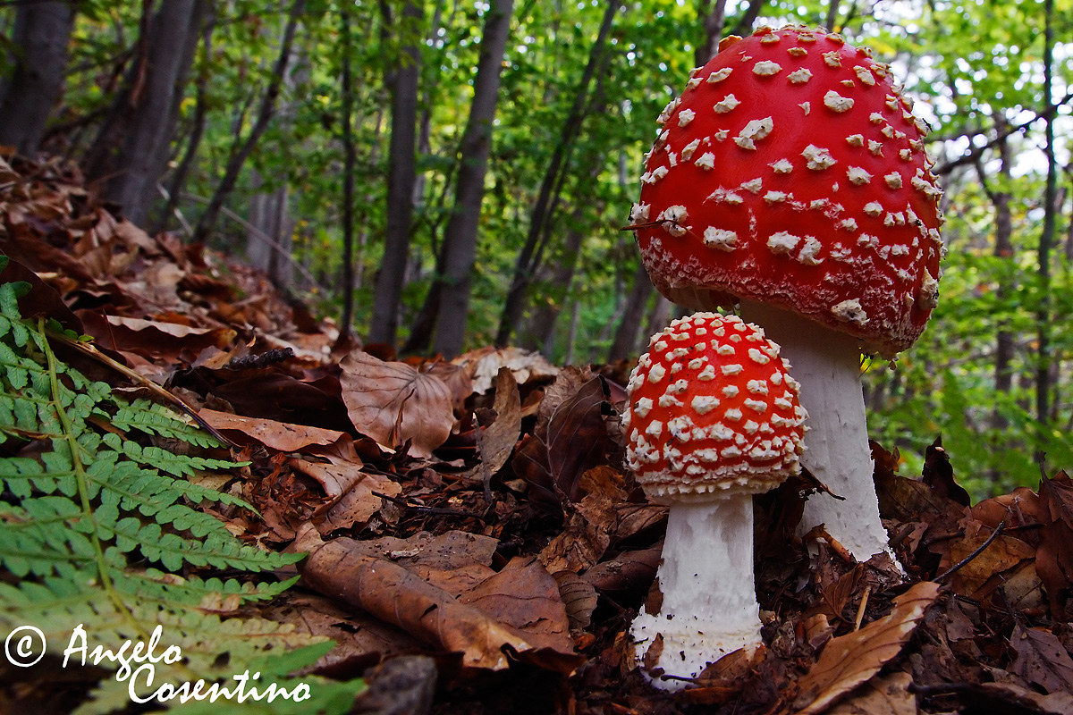 Amanite Muscaria