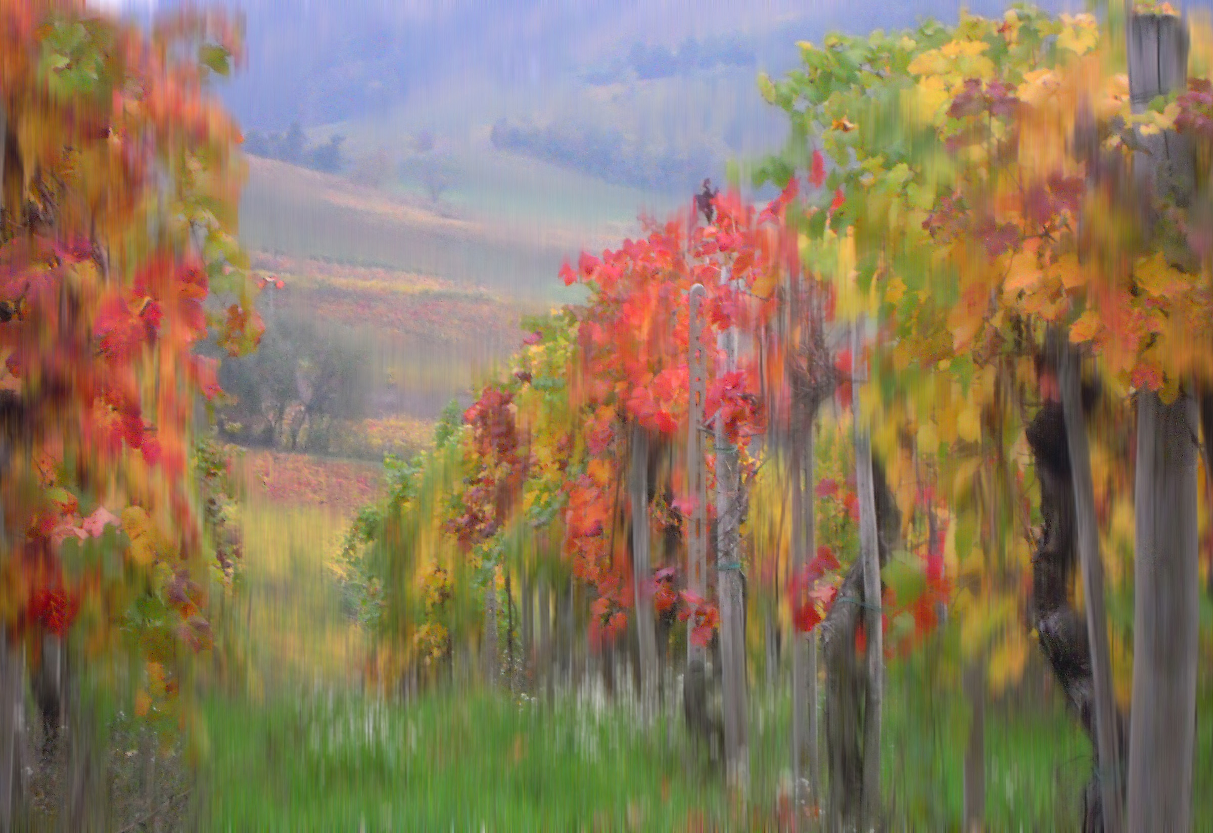 vineyard in autumn