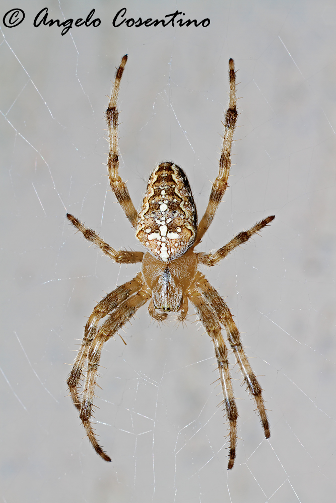 Ragno crociato