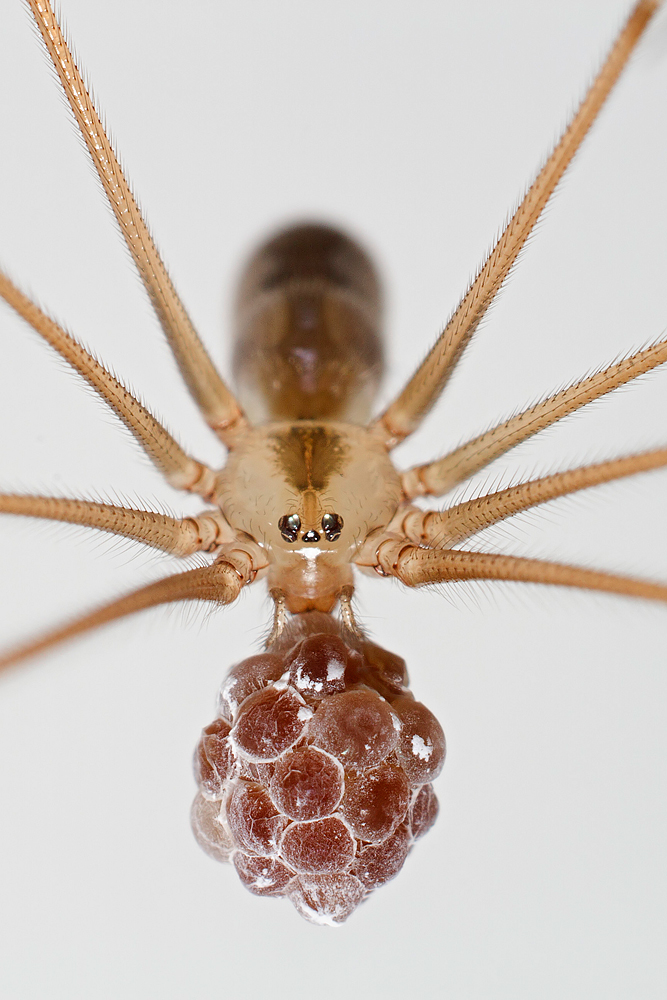 Ragno con uova - Pholcidae sp