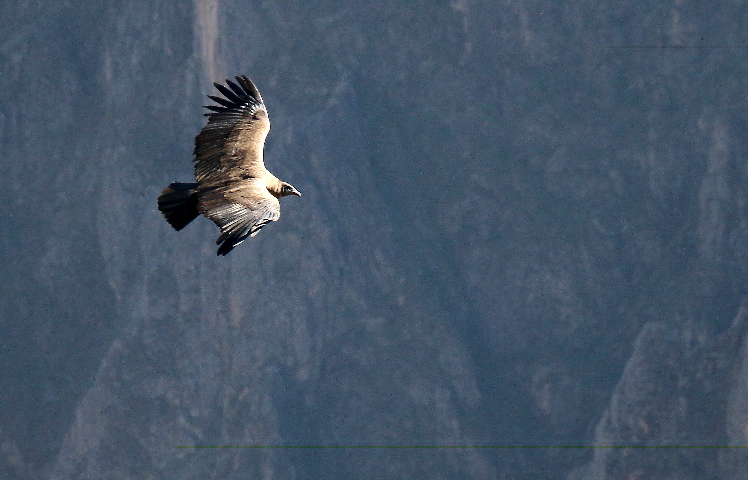 The flight of the condor - Cruz del Condor Peru