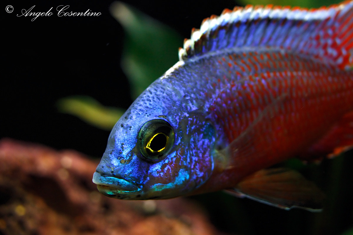 Protomelas Taeniolatus Namalenje