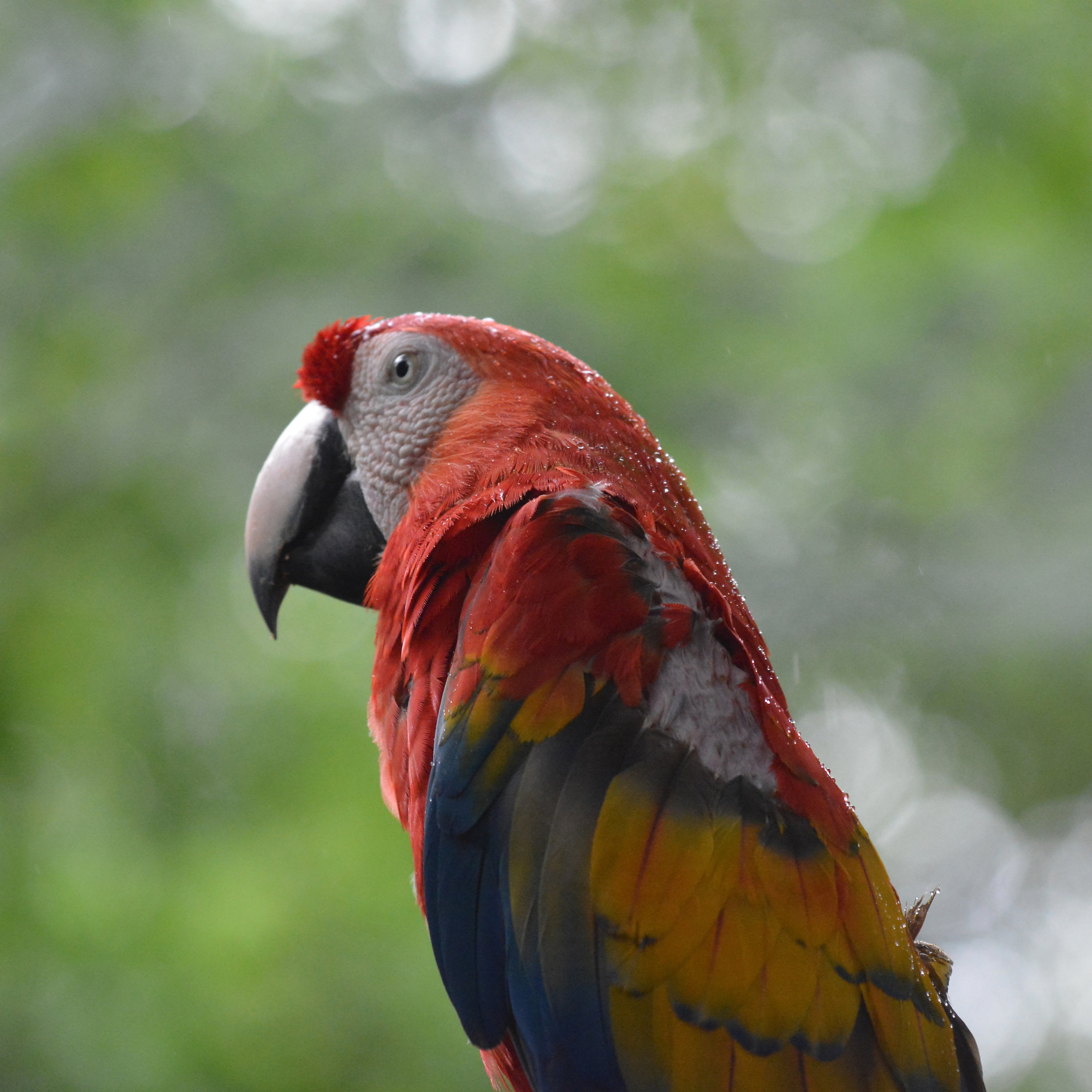 Papagaio - Parque das Aves a Foz do Iguacu