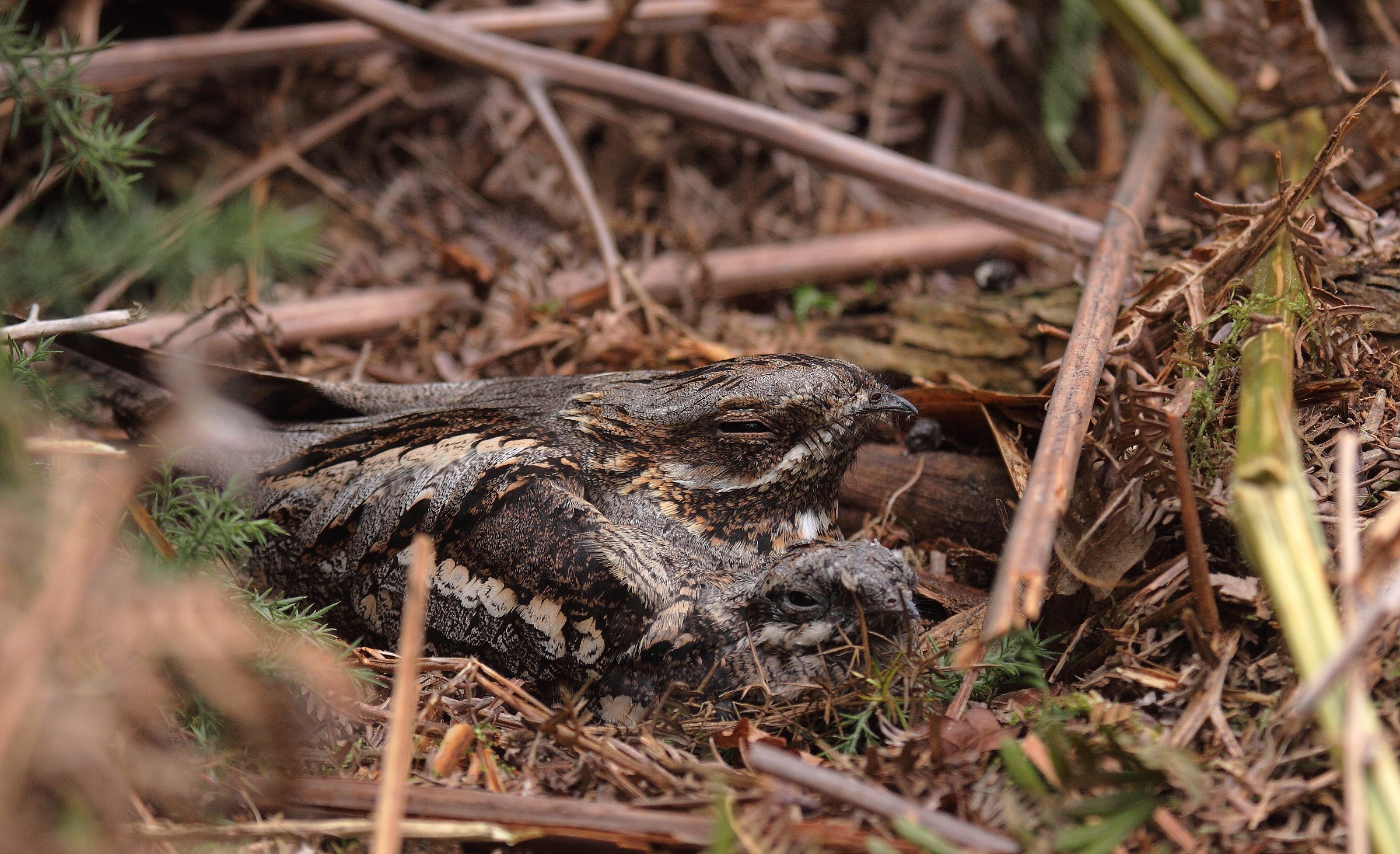 engoulevent d europe