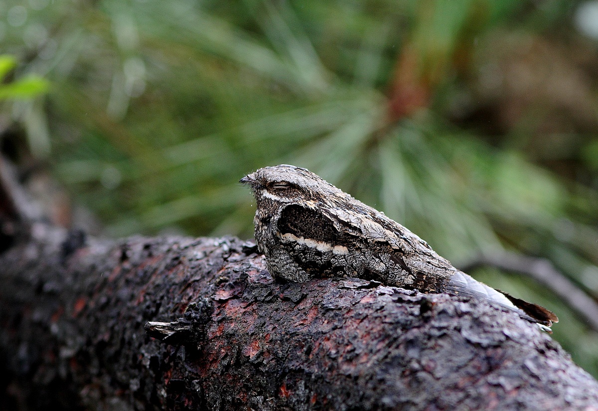 engoulevent d europe