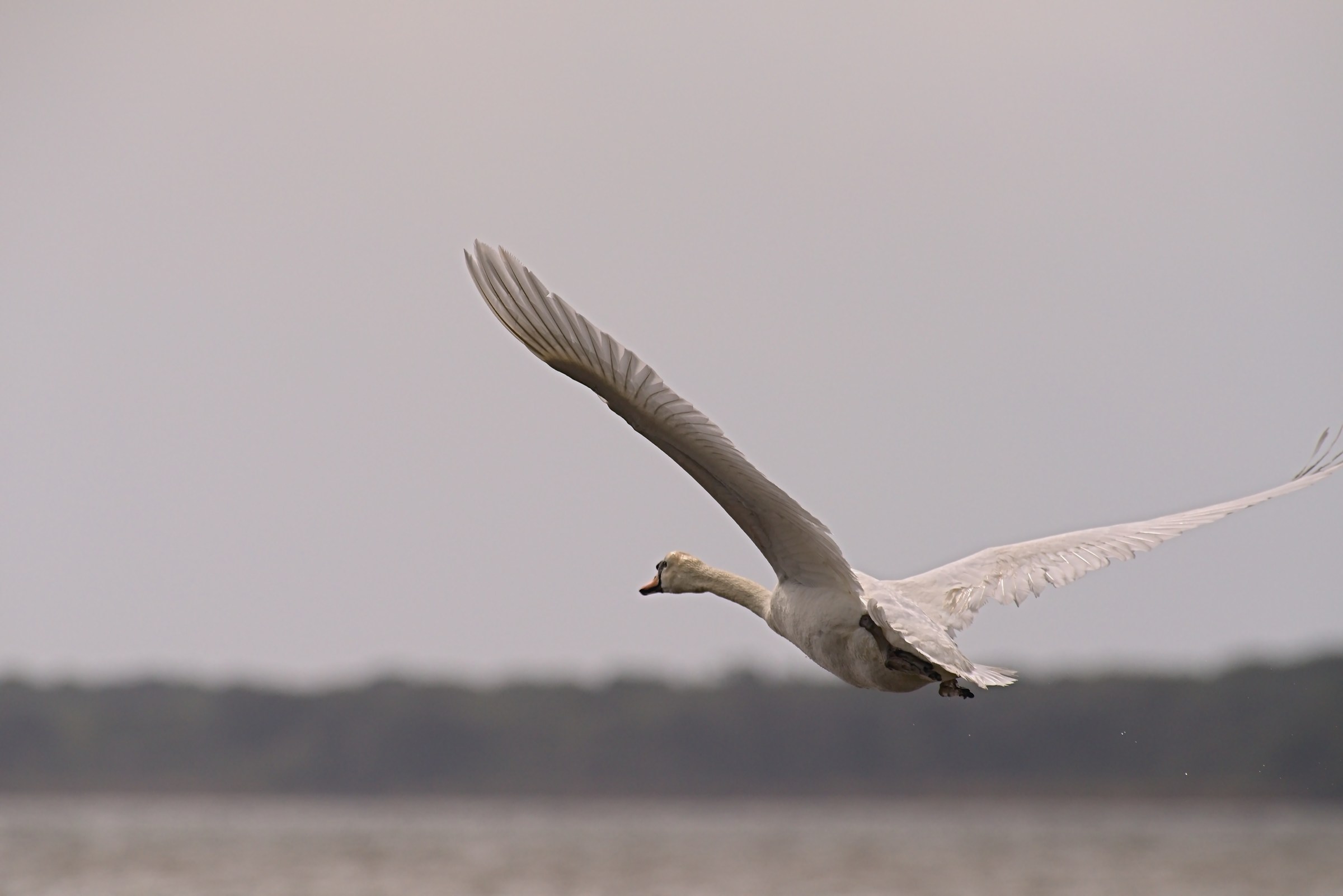 Flying into the libecciata