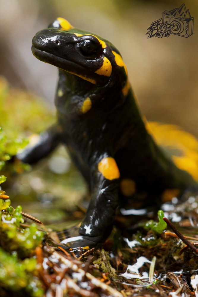 La bella salamandra pezzata