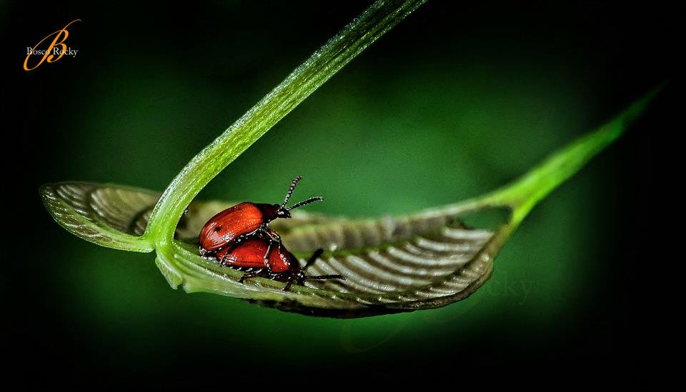 La vita è una festa