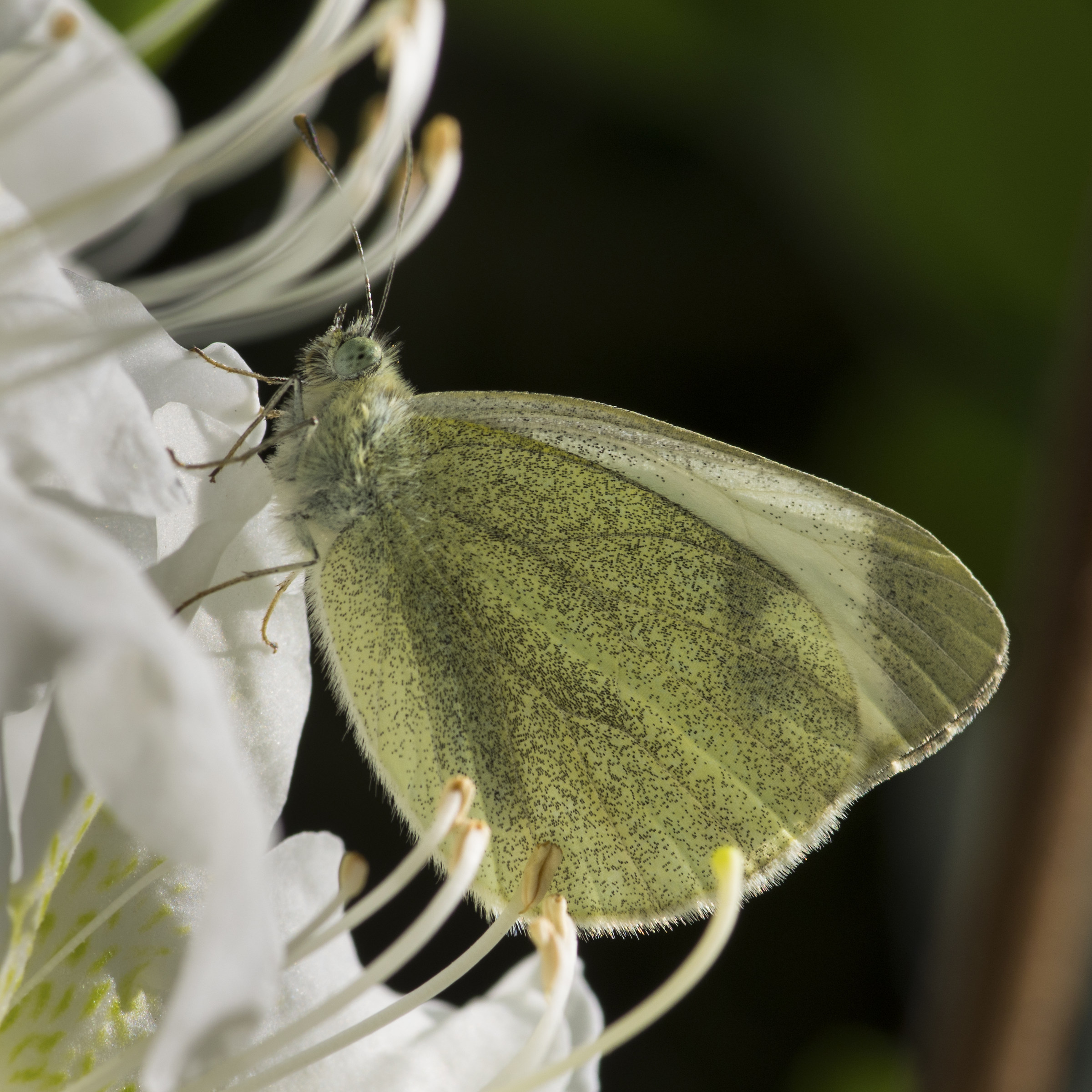 Pieris brassicae