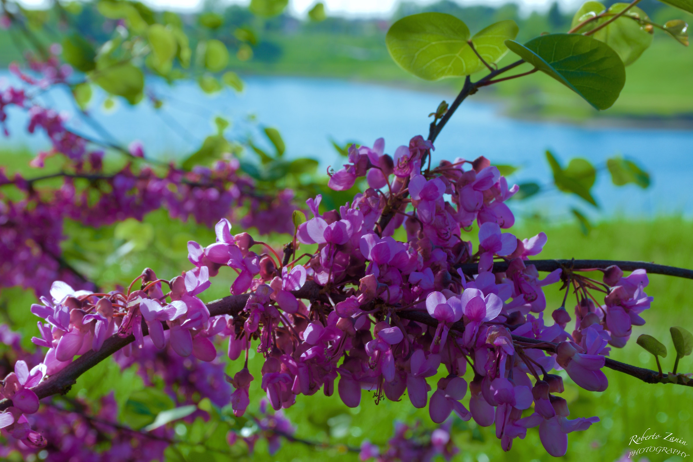 On the shore of the lake .......