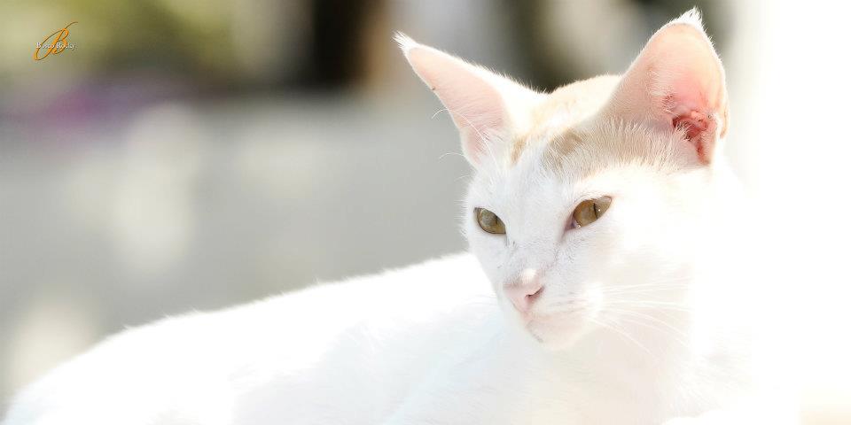 I miei occhi sono un oceano in cui si riflettono i miei sogn...