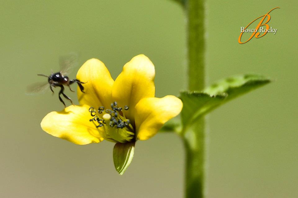 Sii sempre te stesso, esprimere se stessi, avere fiducia in ...