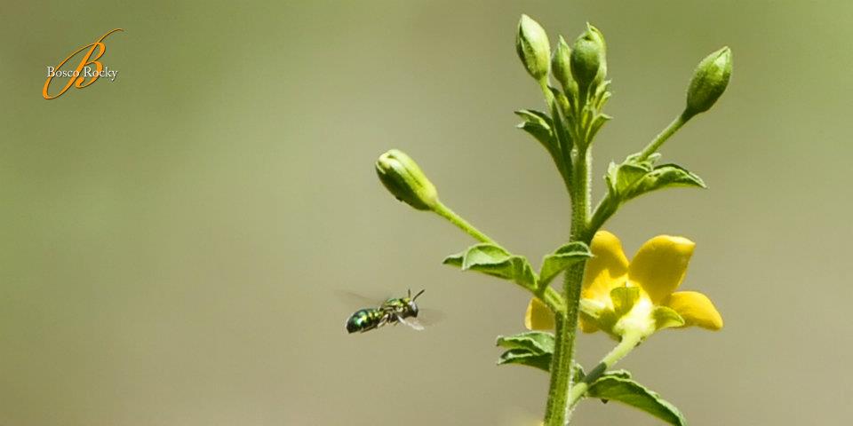 Sei nato con le ali! Non sono stati pensati per strisciando