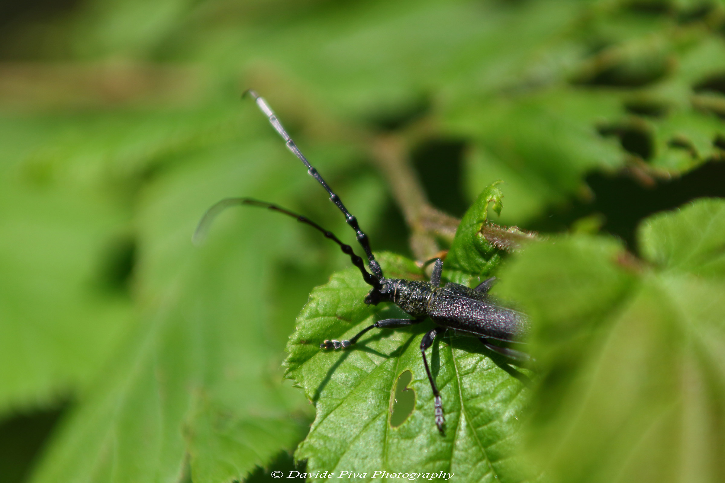 Cuckoo! Just look who comes out from under the leaf ... Adul