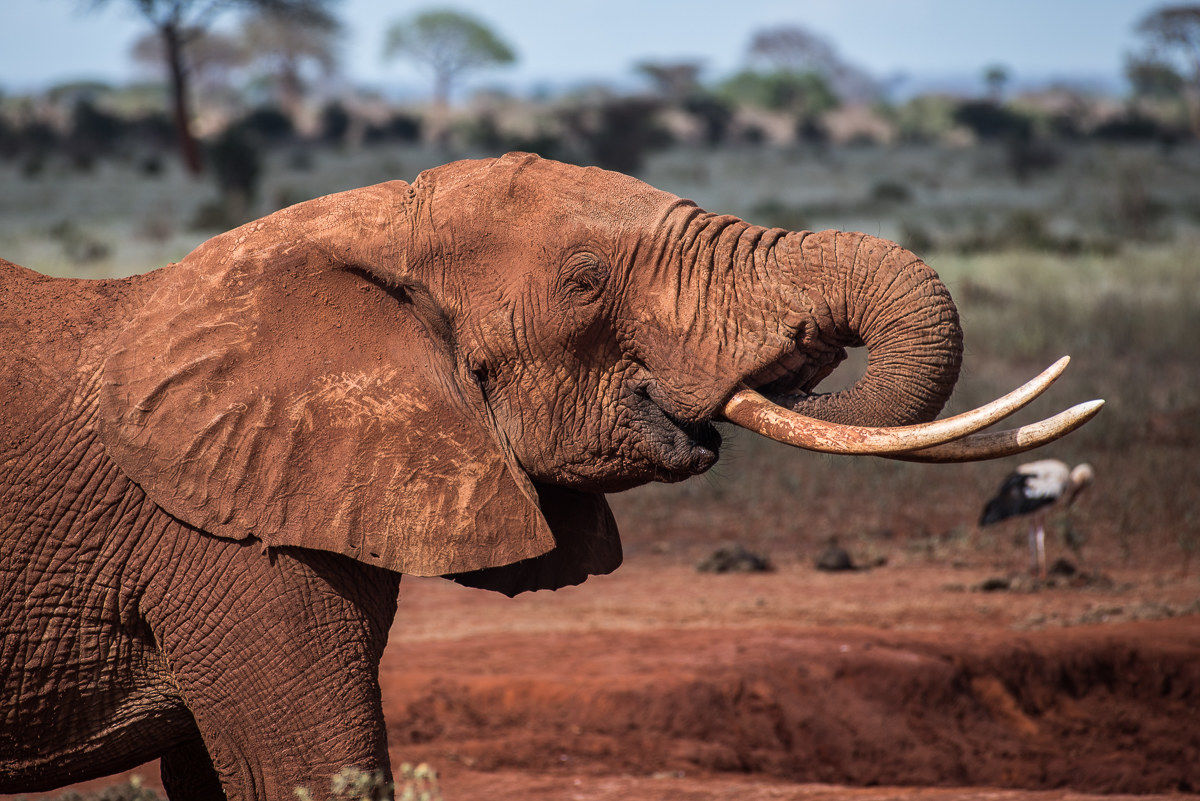 Thirsty elephant ...