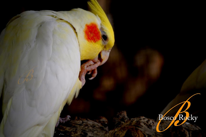 Il sorriso può scomparire rapidamente se è tim...