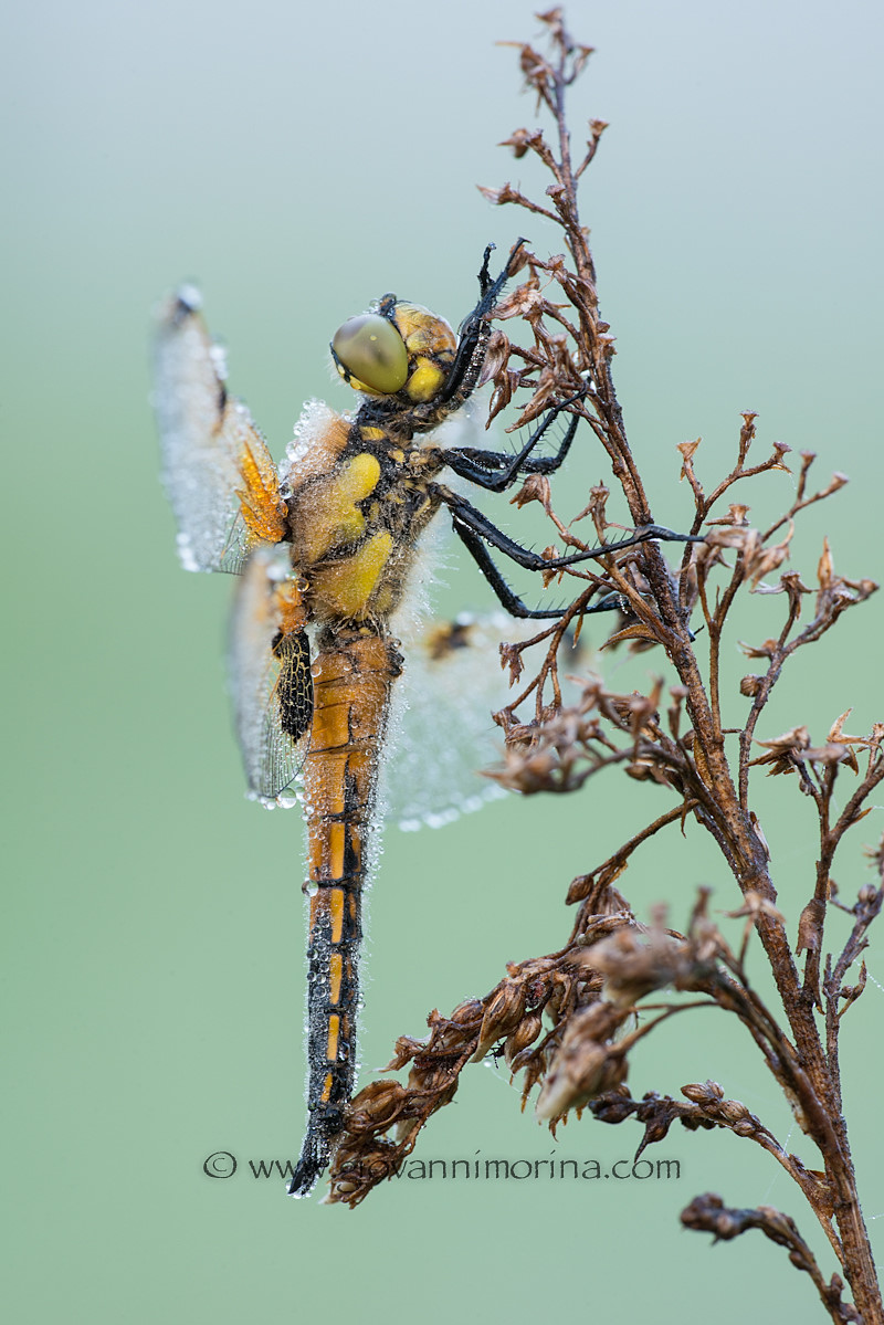Dragonfly quadrimaculata