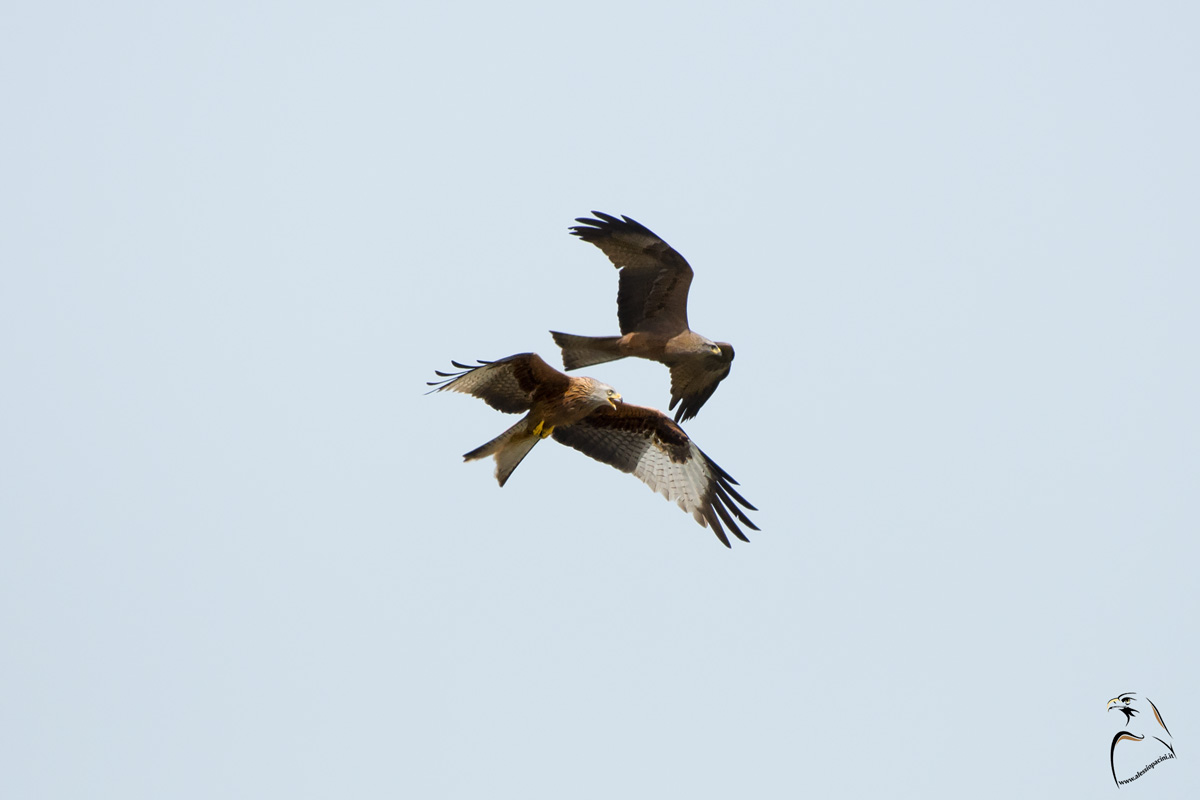 Nibbio Reale VS Poiana