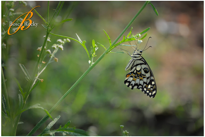 Non posso vivere per domani, domani è troppo lungo