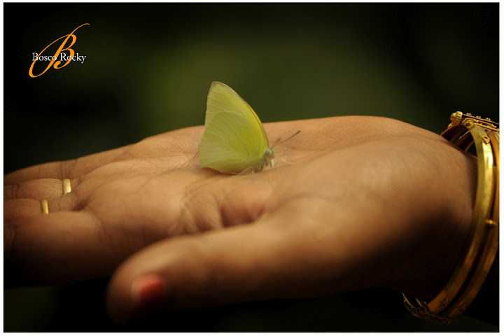L'amore è come una farfalla