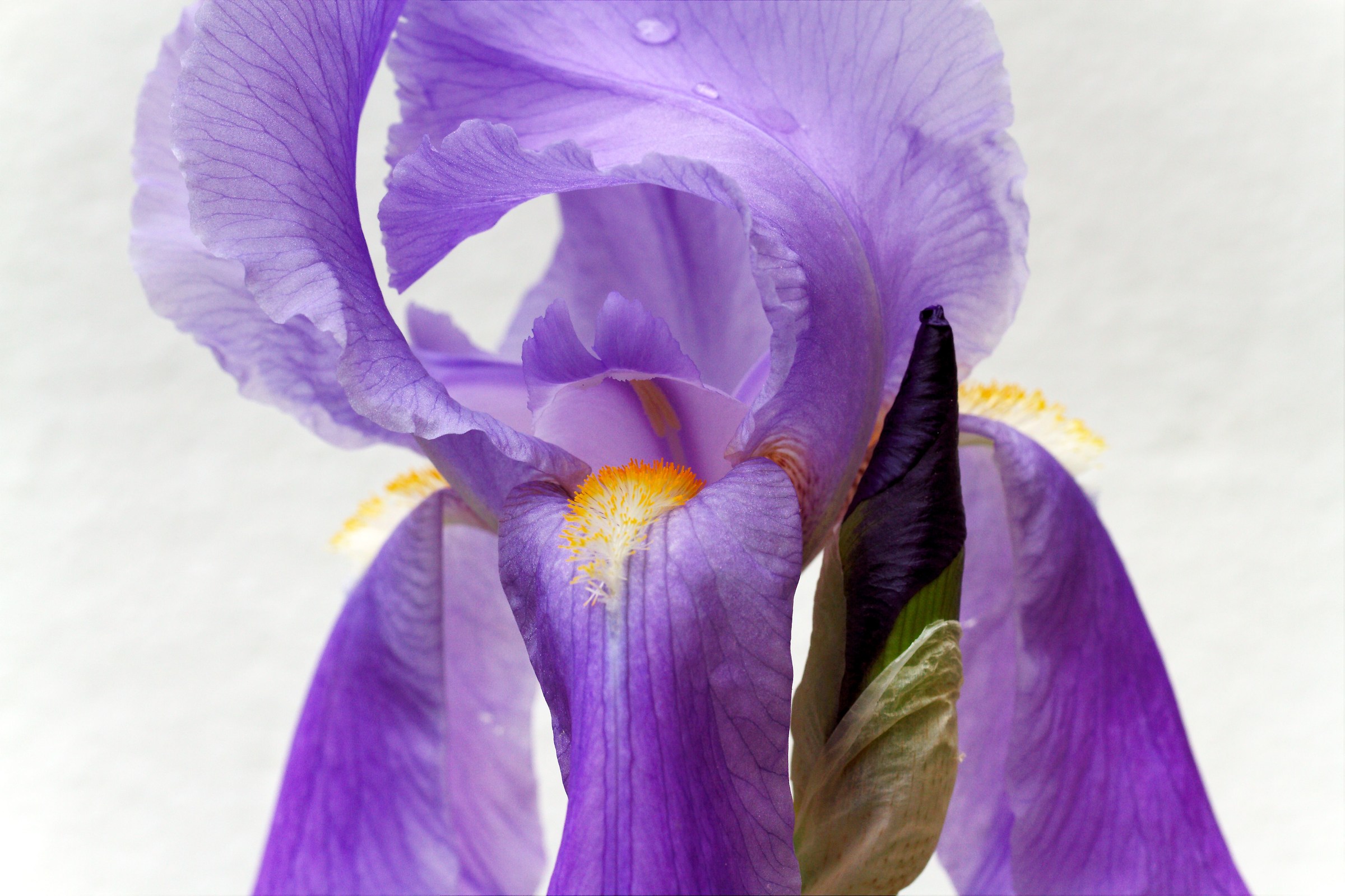 Iris