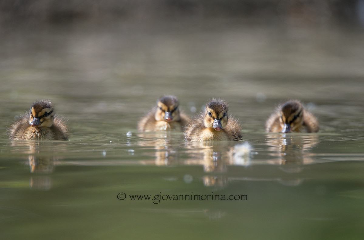 ducklings