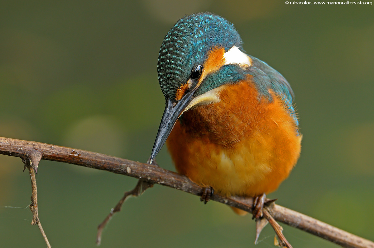 Occhio verso la preda per il giovane martino