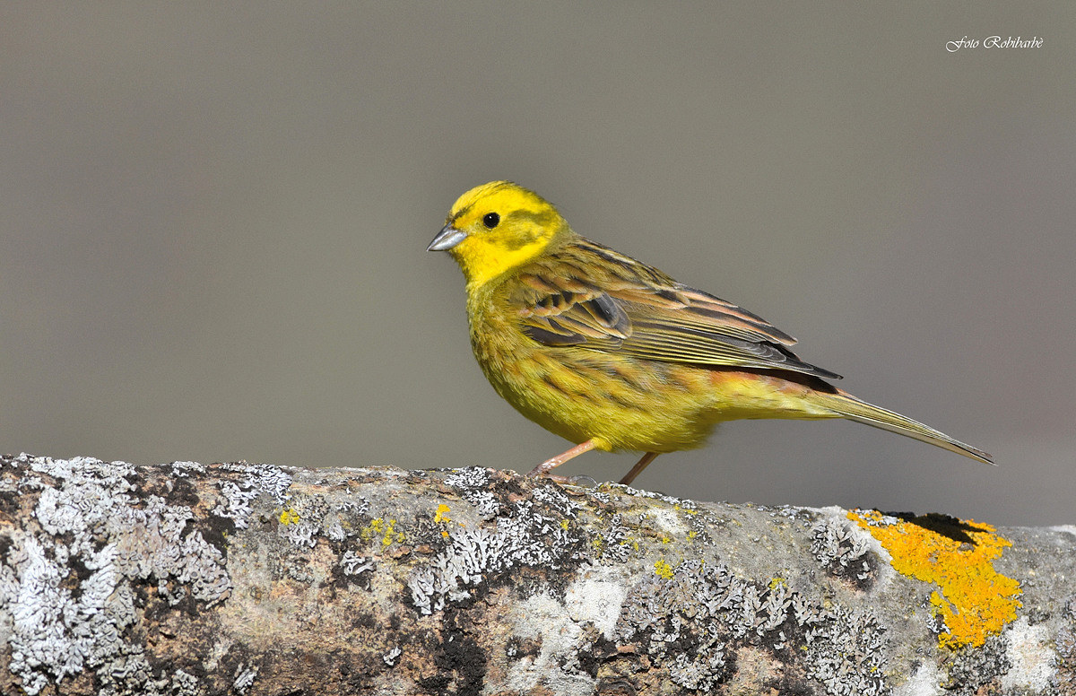 Yellowhammer ...