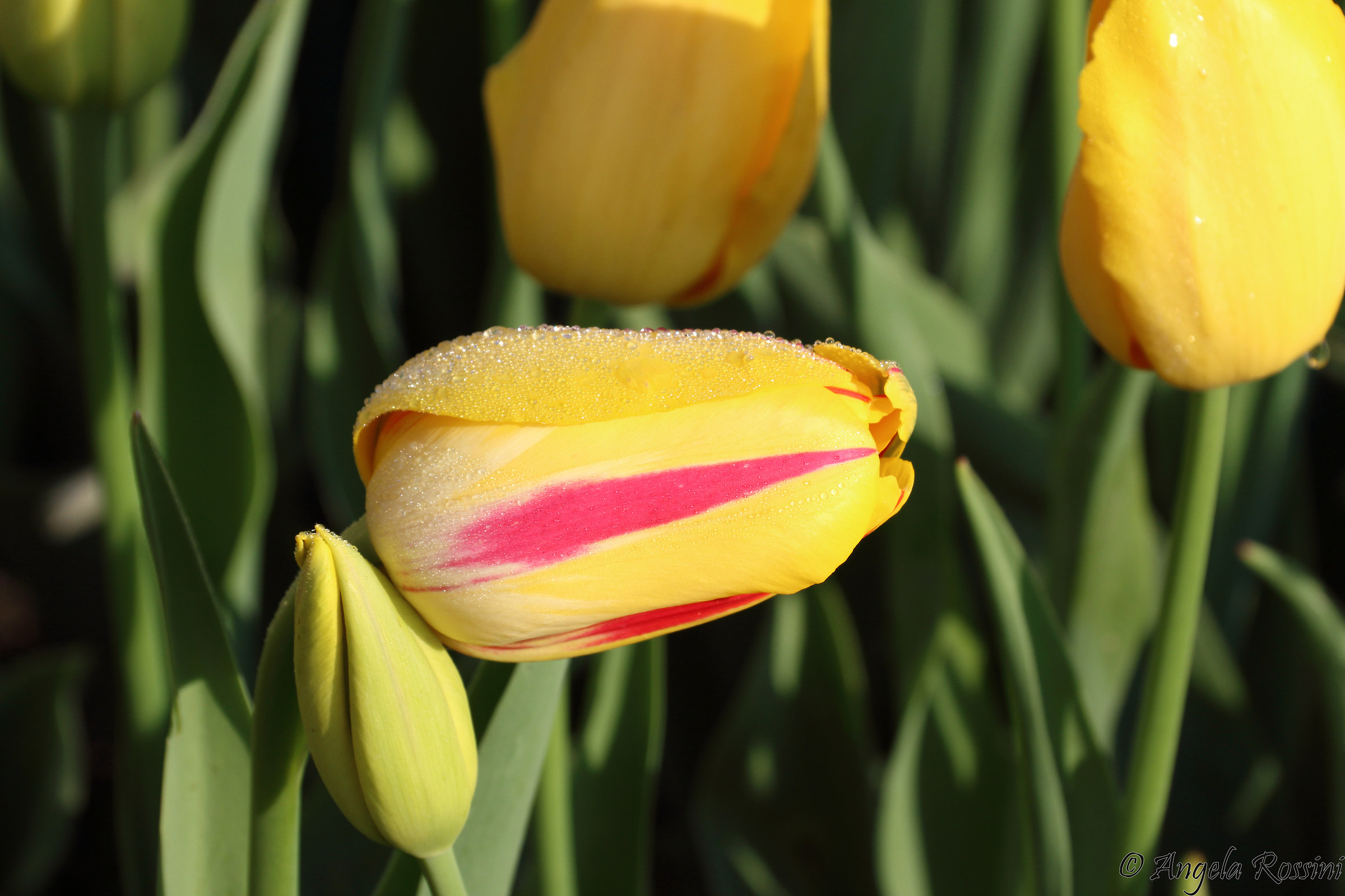 Even the flowers have feelings ...