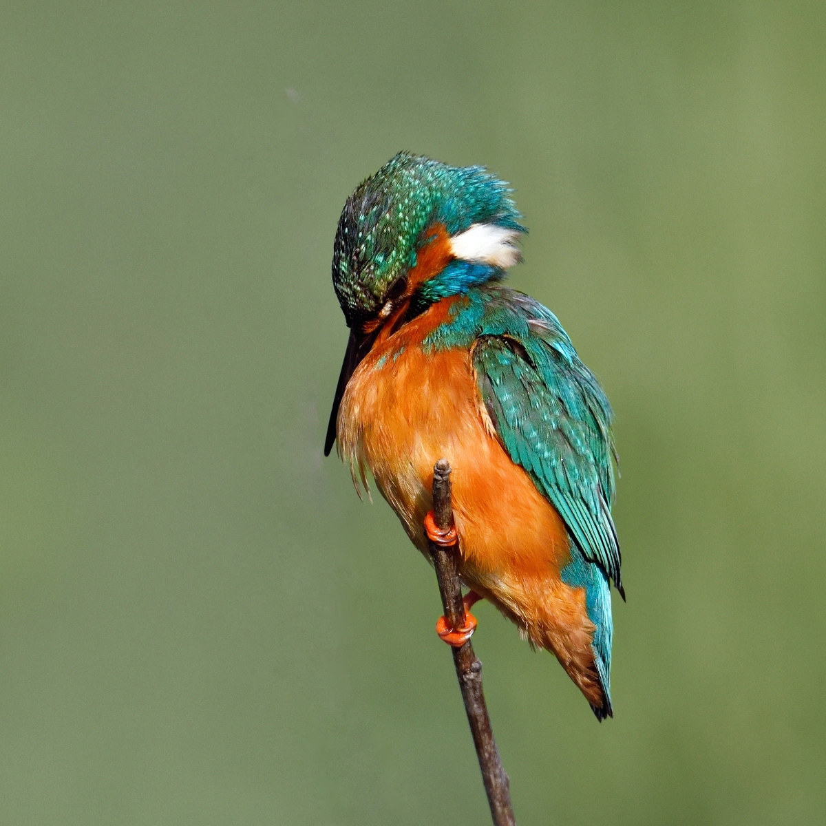 Una pulitina alle piume