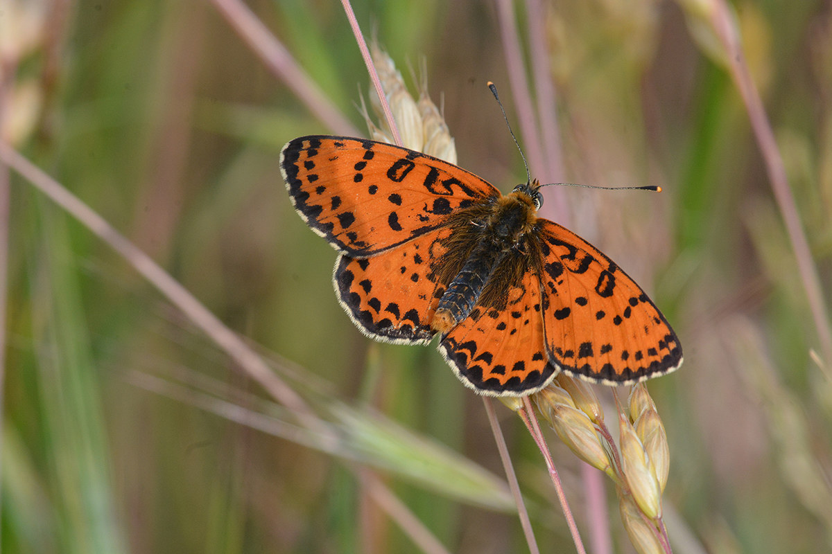 Melitaea trivia un bel soggetto