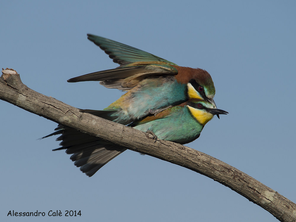 Merops apiaster (Gruccione) 5063