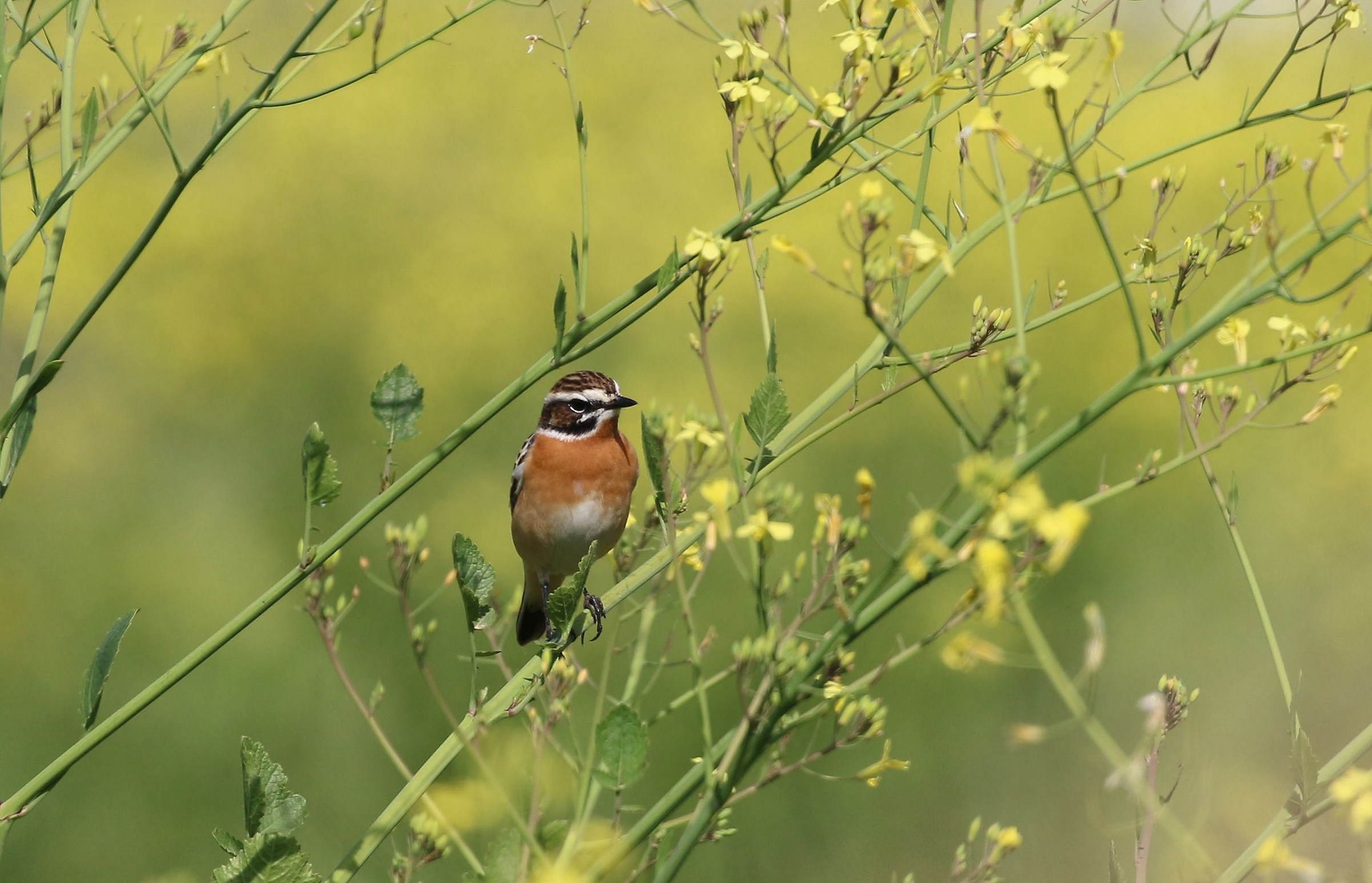 Whinchat male