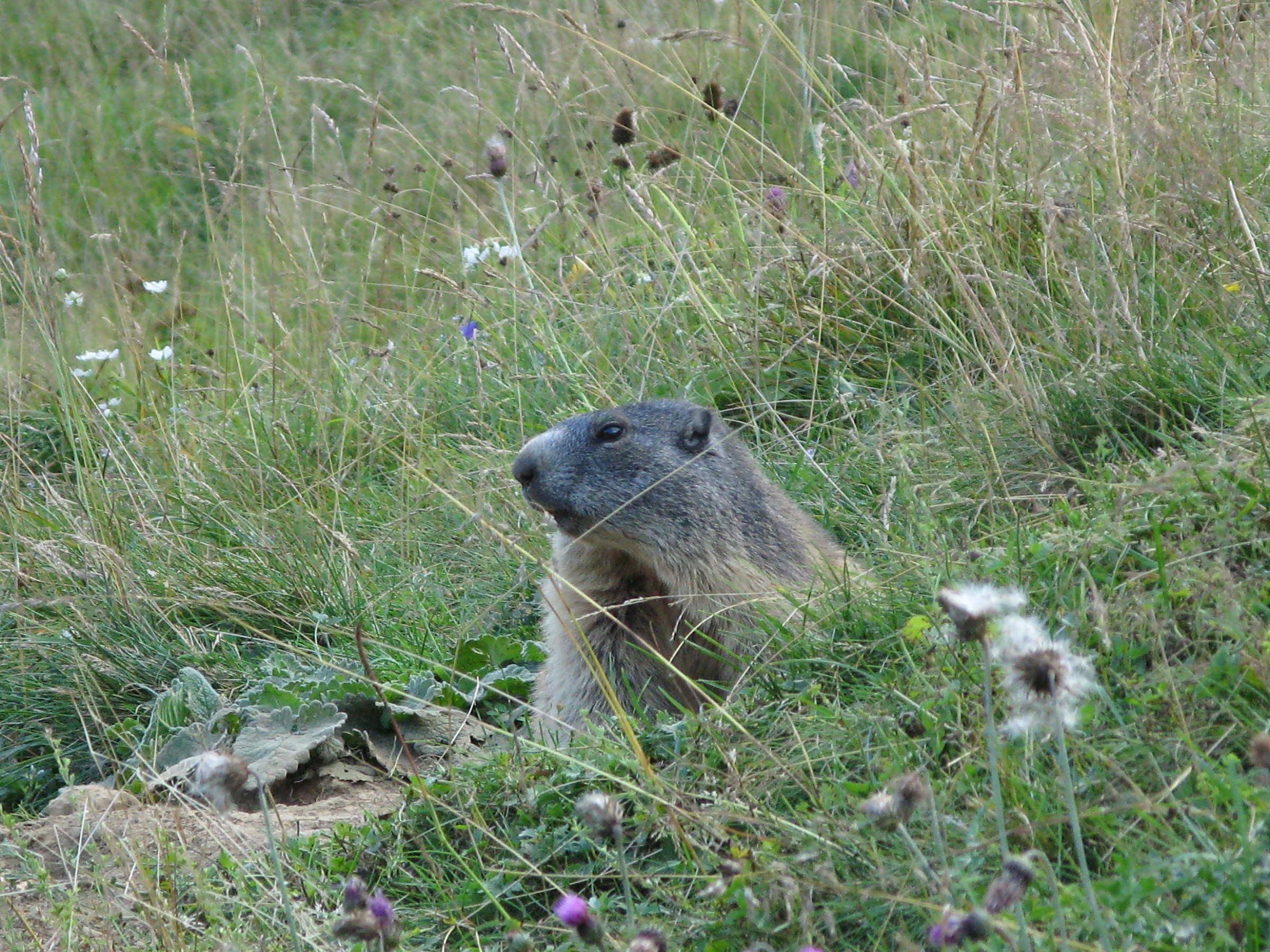 Halt! Who is there! Password!