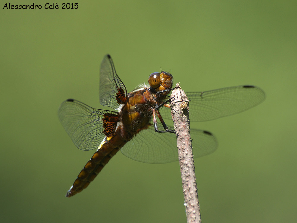 depressed dragonfly 0869