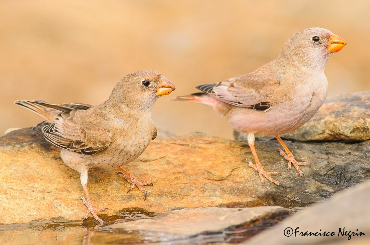 Trumpeter finch couple.
