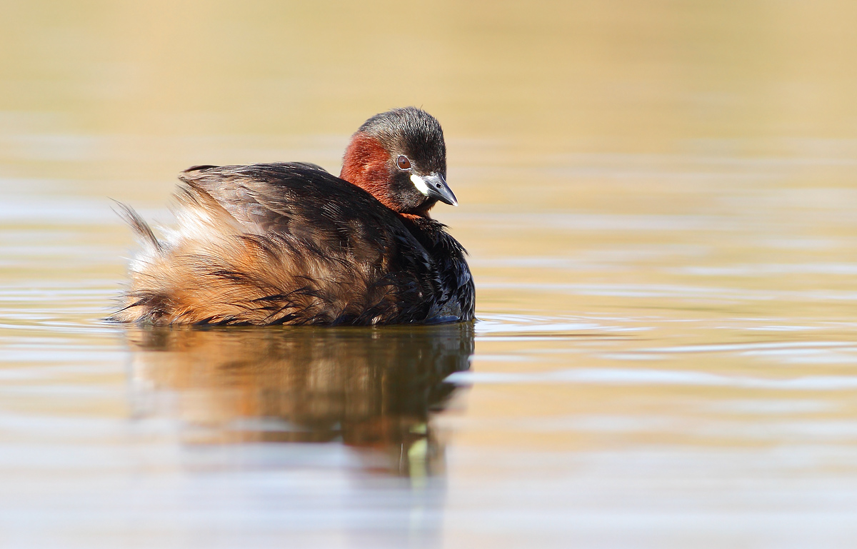 Little grebe