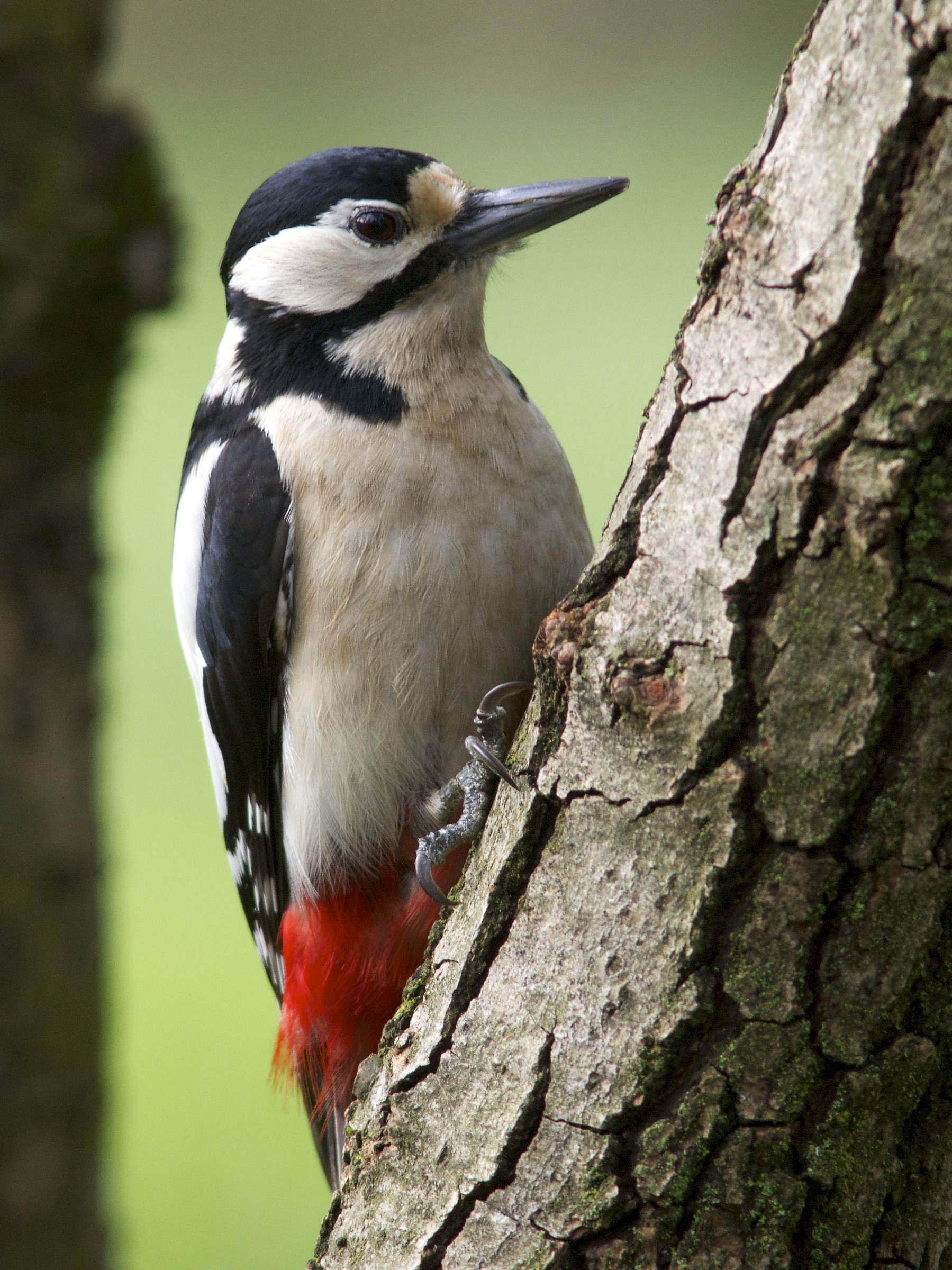 Picchio rosso Maggiore 2
