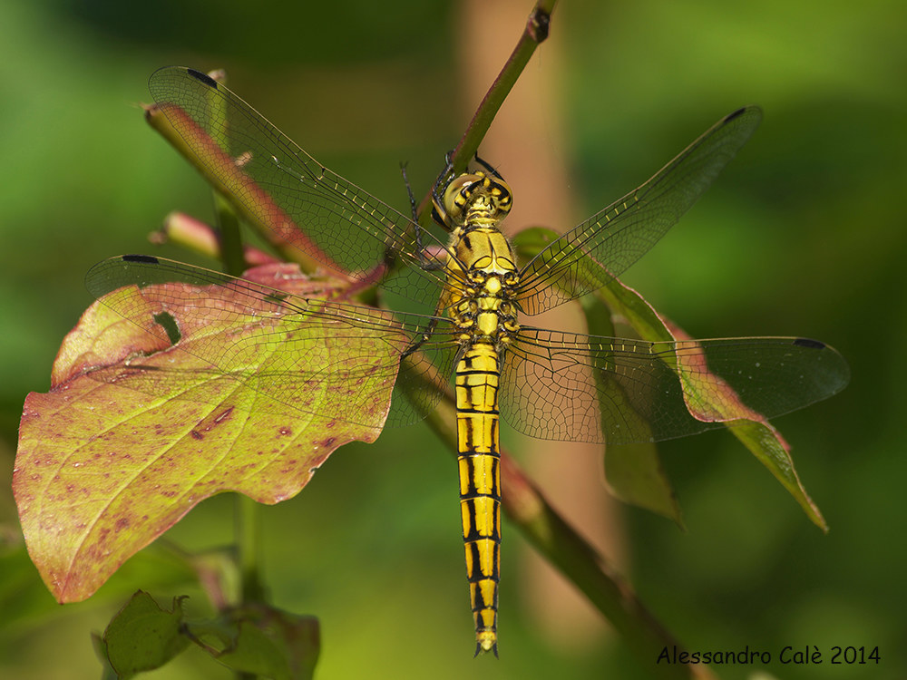 Orthetrum cancellatum 6818