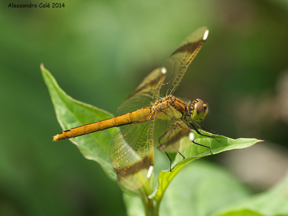 Sympetrum pedemontanum 8197