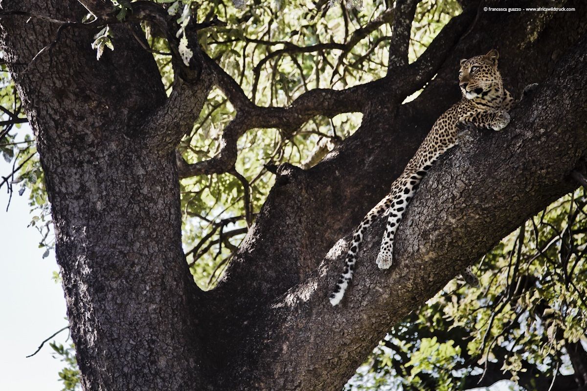 Leopard and his house