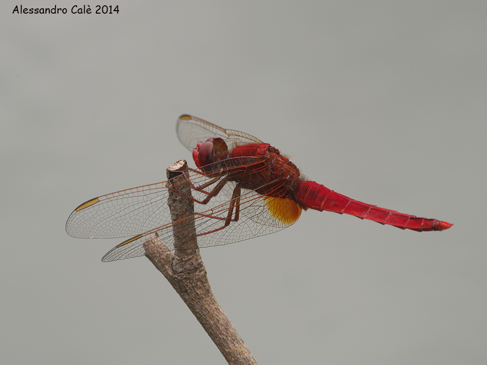 Crocothemis erythraea (Male) 7737