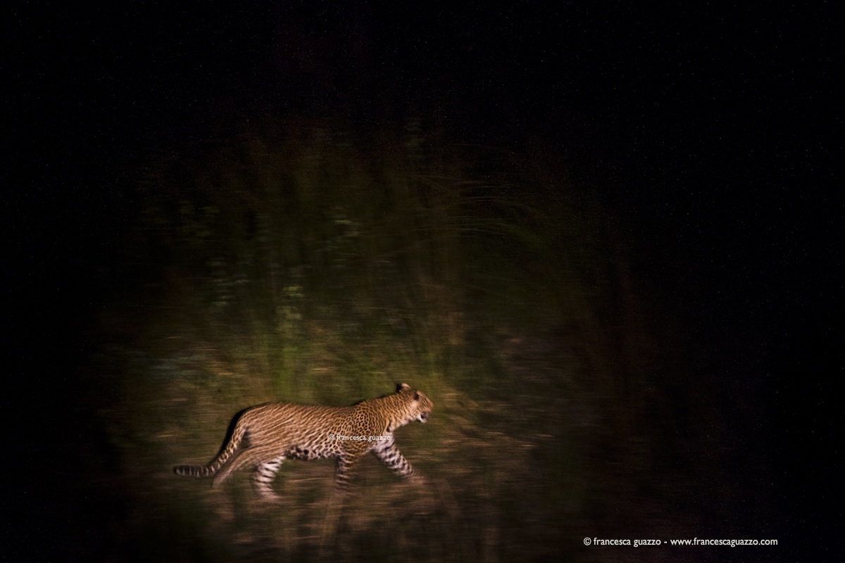 Leopard in the dark