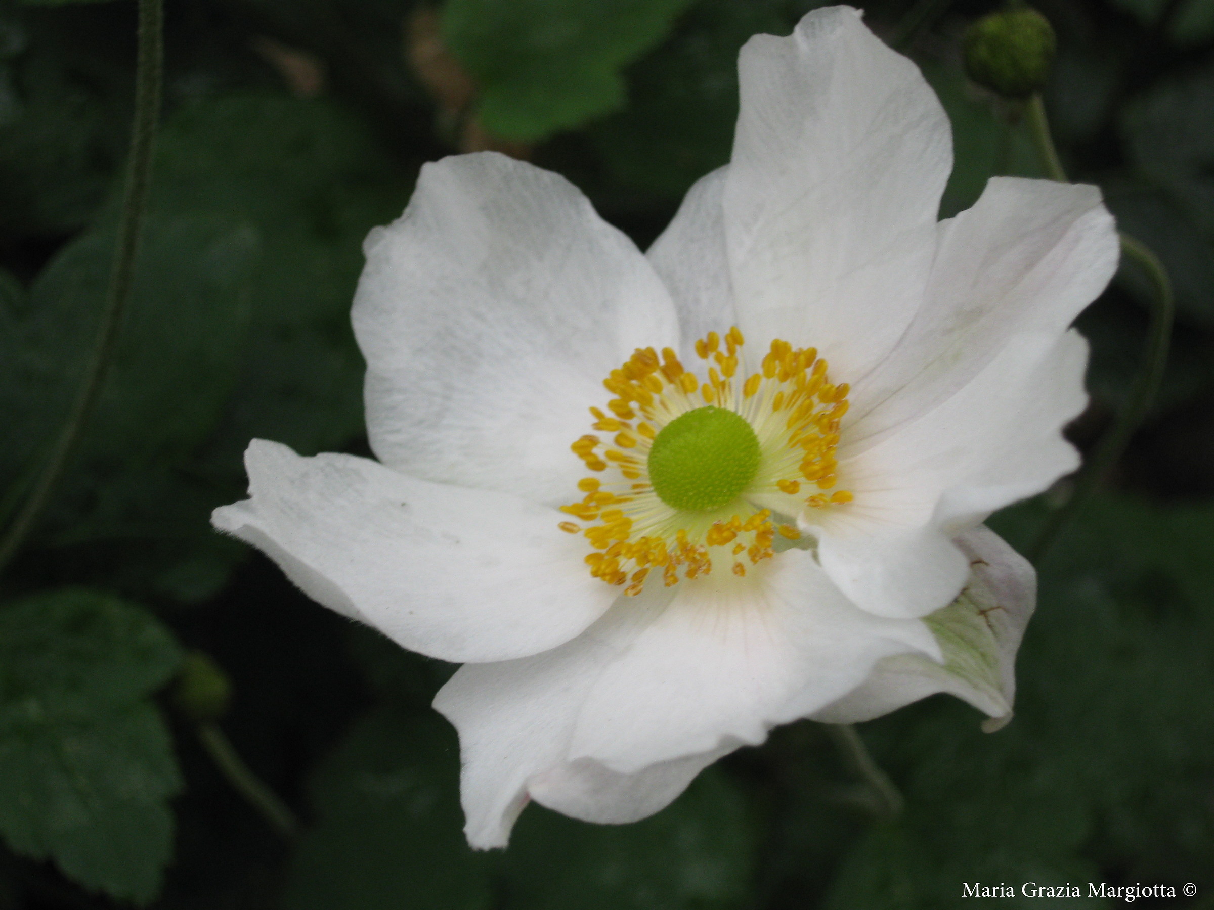 "Non c'è forma d'arte che il fiore non c...